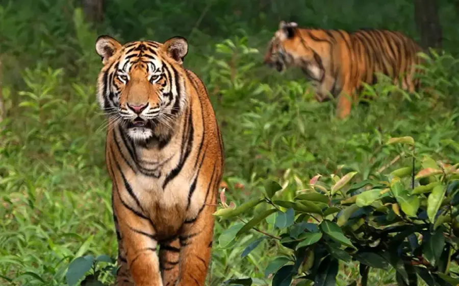 India is one of the few places where you can see habitant of tigers , and Sariska tiger reserve is one of them.